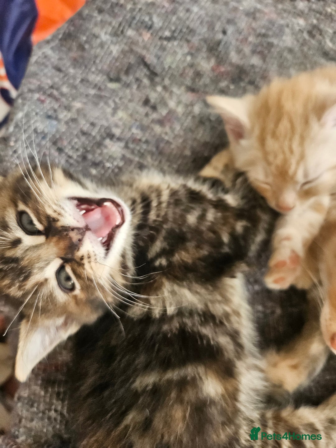 Mixed Breed cats for sale: Georous ginger female tabbies, grey tabby, torties - Advert 8