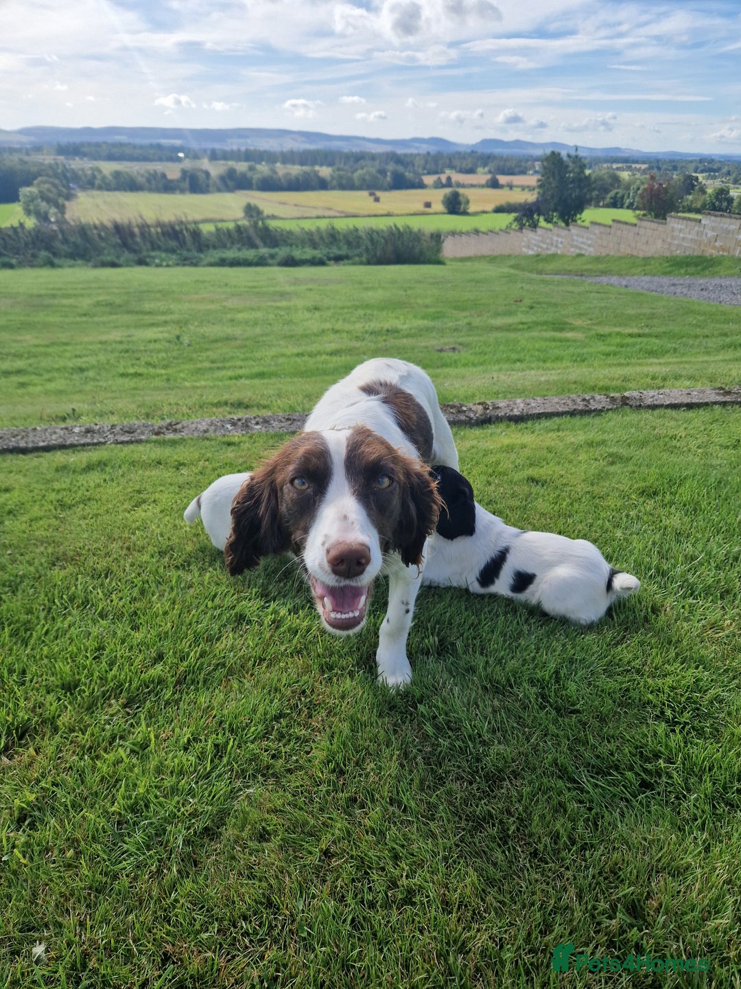 English Springer Spaniel dogs for sale: Springer Spaniel female 5 months KC Reg - Advert 5