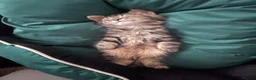 Mixed Breed cats for sale: Turkish Agura mix kitten  - Advert 4