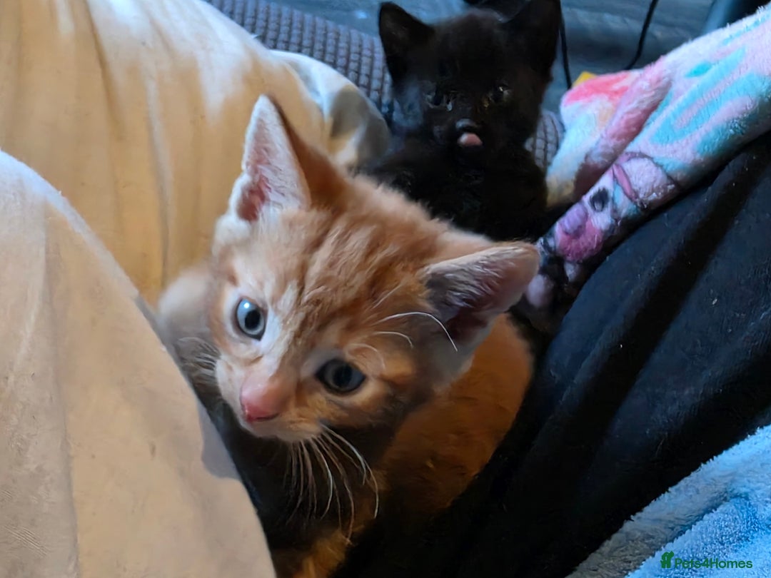 Mixed Breed cats for sale: 9 beautiful kittens - Advert 8