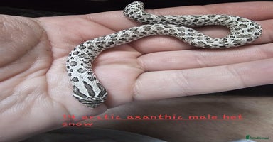 Snake reptiles - Advert 15