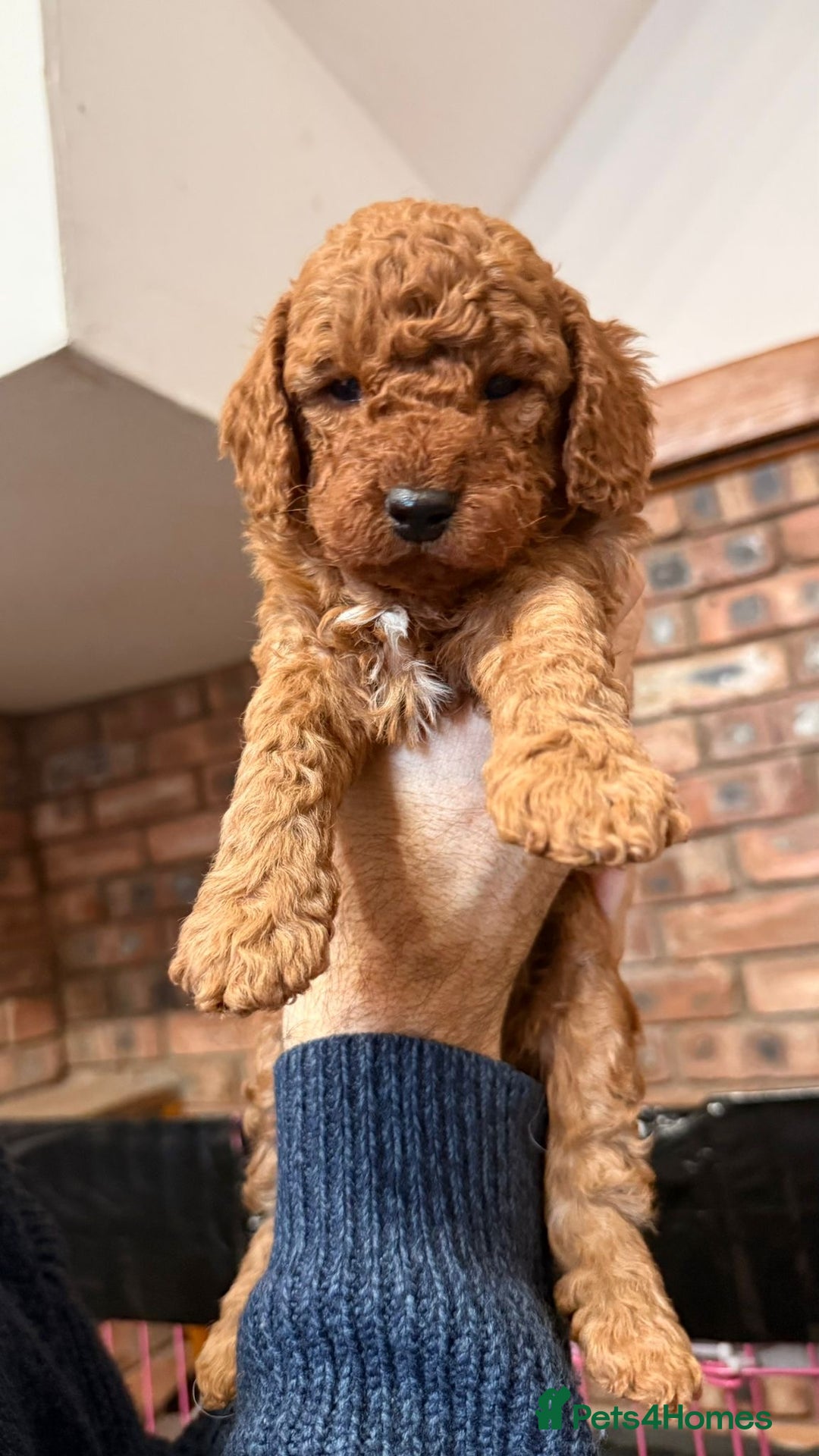 Cockapoo dogs for sale: 🐾 Cockapoo Puppies 🐾  - Advert 10