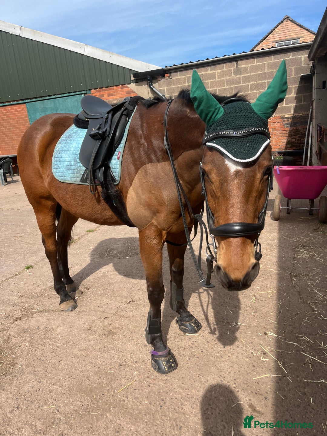 Irish Thoroughbred horses for sale: Quite 15’1hh thoroughbred for full/part loan - Image 4