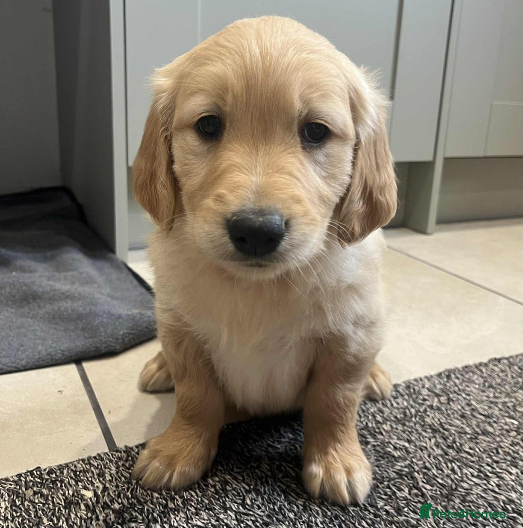 Golden Retriever dogs for sale: Beautiful Chunky KC Golden Retriever Puppies - Image 6