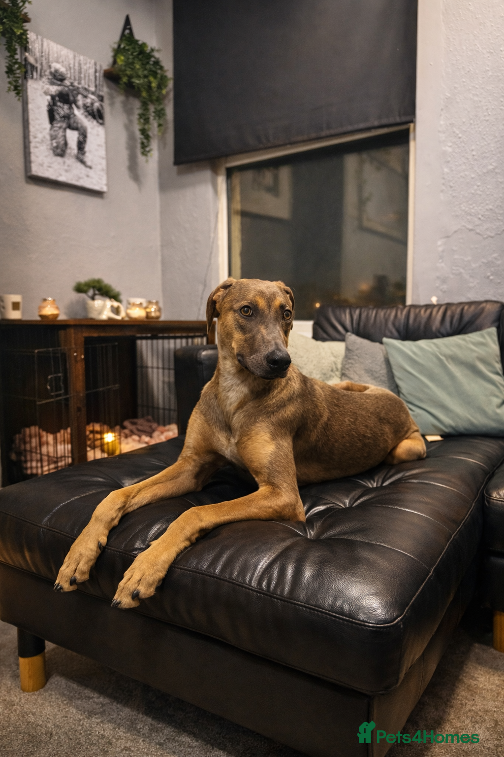 Mixed Breed dogs 6 months old greyhound cross with a cane Corso in Chatham - Advert 3