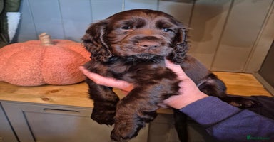 Cocker Spaniel dogs - Advert 1