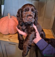 Cocker Spaniel dogs - Advert 1