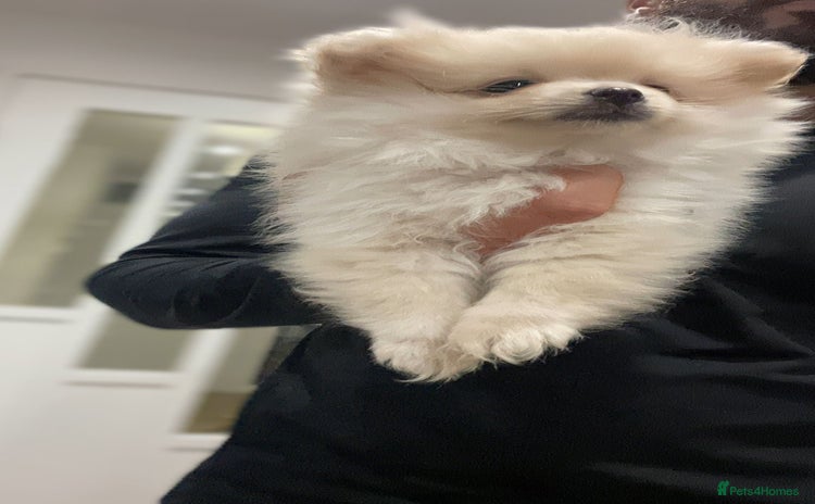 Pomeranian dogs - Advert 4