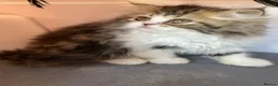 Persian cats for sale: Registered Pure Persian Kittens  - Advert 9