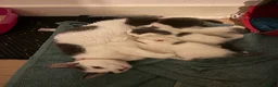 Mixed Breed cats for sale: 1 Beautiful Kitten Looking for her Forever home  in Southampton - Advert 10