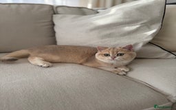 British Shorthair cats for sale: Lilac Golden British Shorthair kitten 🤍 - Advert 4