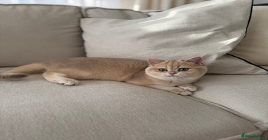 British Shorthair cats Lilac Golden British Shorthair kitten 🤍 - Advert 9