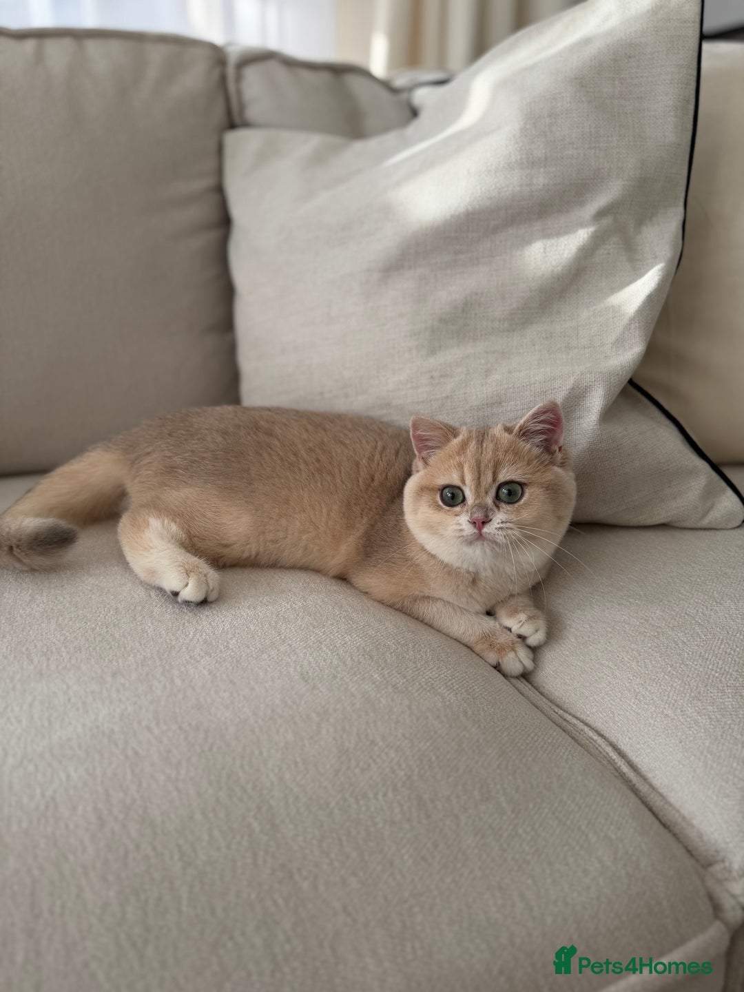 British Shorthair cats for sale: Lilac Golden British Shorthair kitten 🤍 - Advert 4