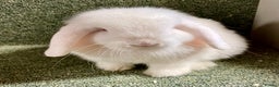 Mini Lop rabbits for sale: Mini lop beautiful show standard boy - Advert 5