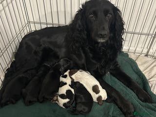 Cockapoo dogs 2 beautiful cocker spaniel puppies left for sale - Advert 10