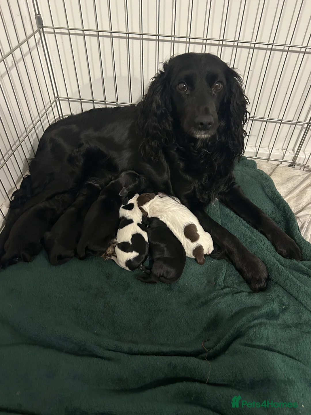 Cockapoo dogs for sale: 1 beautiful cocker spaniel puppy left for sale - Advert 1