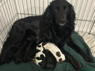 Cockapoo dogs 1 beautiful cocker spaniel puppy left for sale - Advert 18