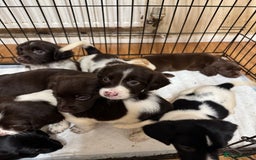 Springador dogs for sale: 9 Beautiful Springador Puppies - Image 13