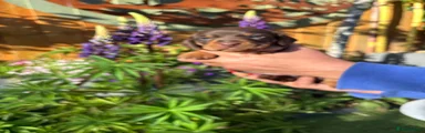 Miniature Dachshund Puppy 5