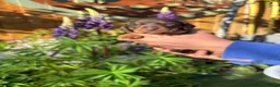 Miniature Dachshund dogs for sale: Gorgeous KC Miniature Dachshund Puppies last 3 - Advert 32