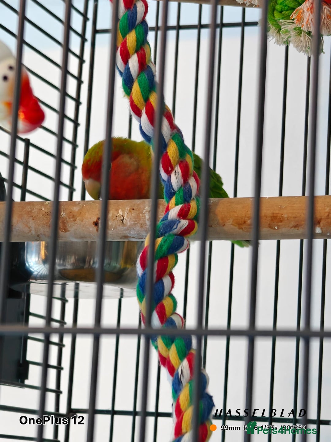 Lovebirds birds for sale: Lovebird and cage - Advert 1