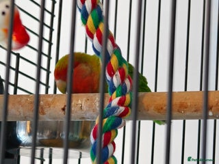 Lovebirds birds Lovebird and cage - Advert 1