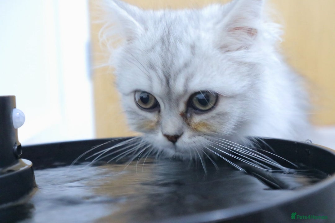 Persian cats for sale: Persian kitten boy available! - Image 4