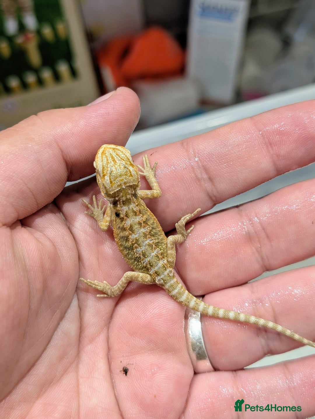 Bearded Dragon reptiles for sale: 50% red monster bearded dragons  - Image 1