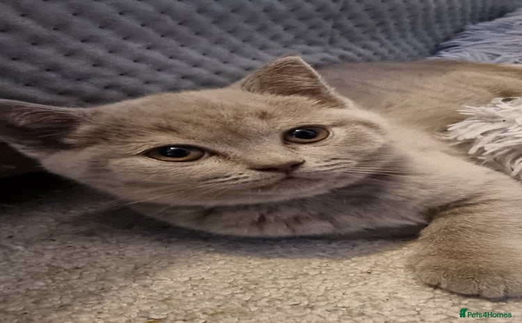 Scottish Fold cats - Advert 4
