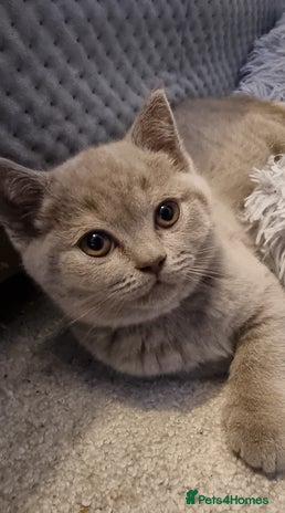 Scottish Fold cats - Advert 2