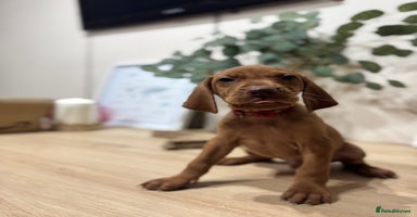 Hungarian Vizsla dogs - Advert 13