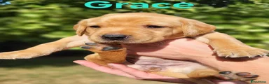 Grace