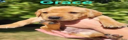 Labrador Retriever dogs for sale: Fox red Labrador puppies - Advert 31