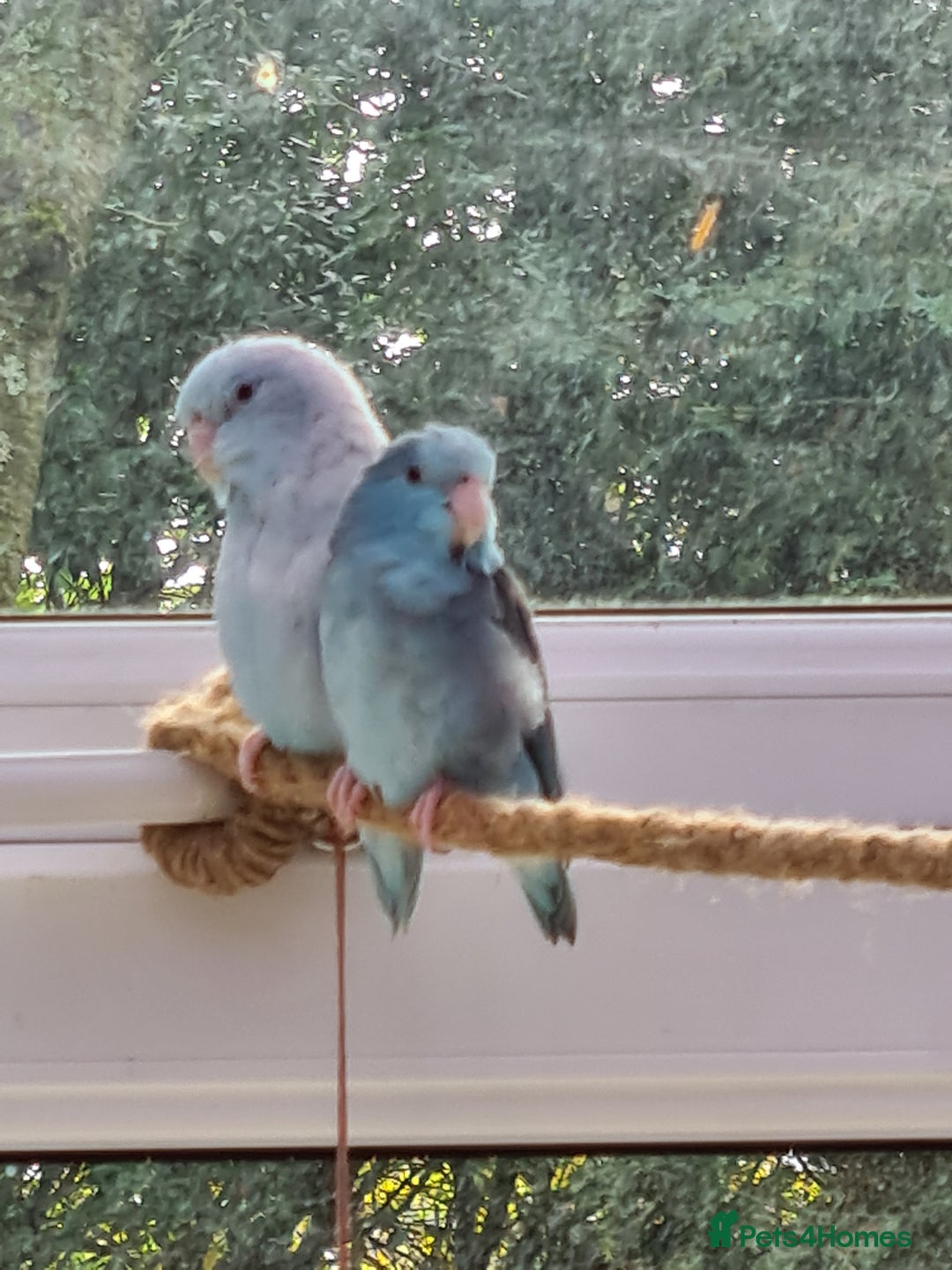 Parrots birds for sale: Celestial Parrotlets  - Advert 1