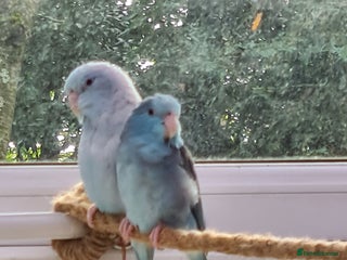 Parrots birds Celestial Parrotlets - Advert 1