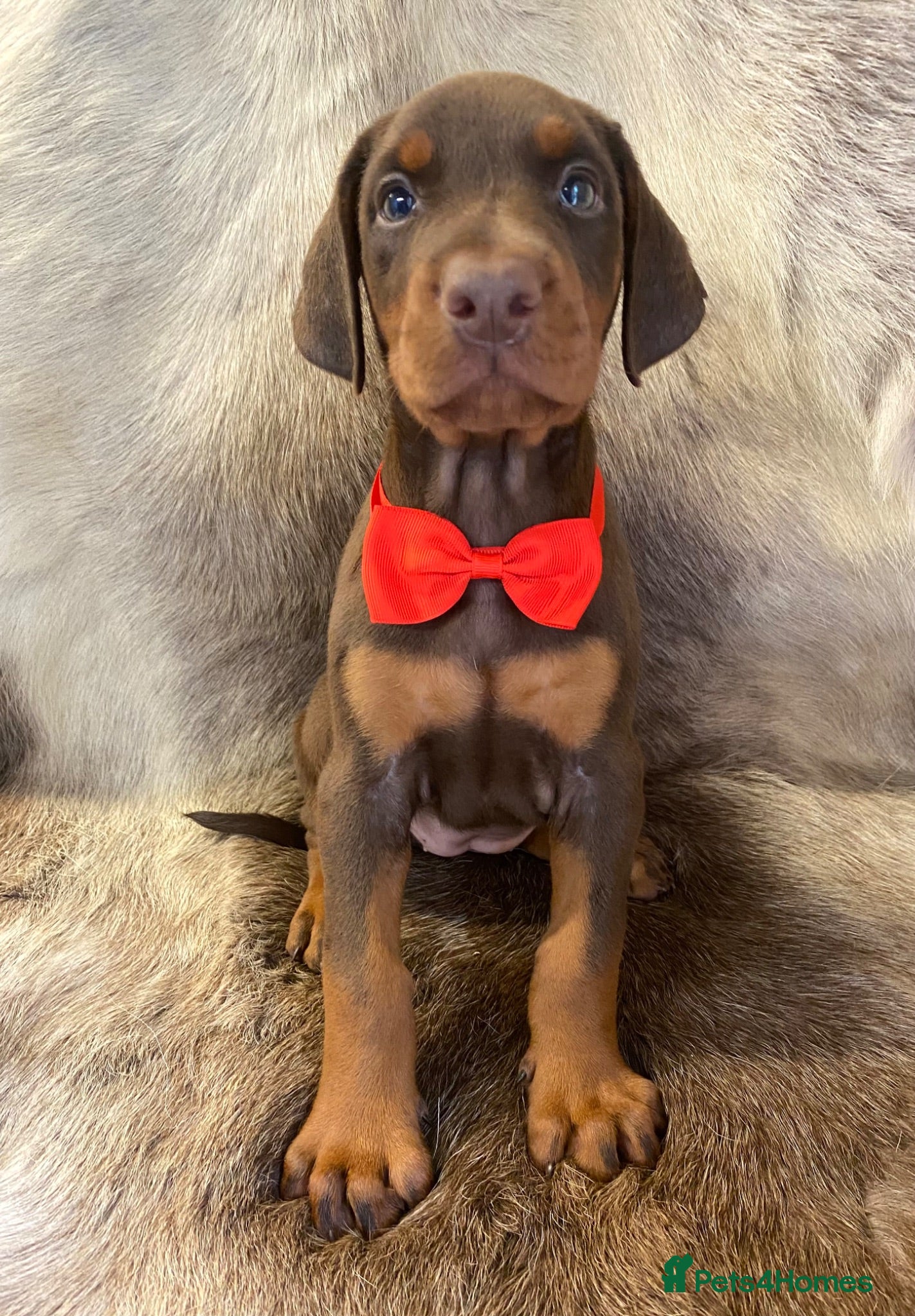 Dobermann dogs KC REG HEALTH TESTED EUROPEAN DOBERMAN PUPPIES - Advert 4