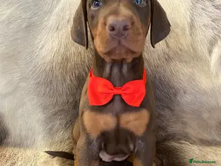 Dobermann dogs KC REG HEALTH TESTED EUROPEAN DOBERMAN PUPPIES - Advert 2