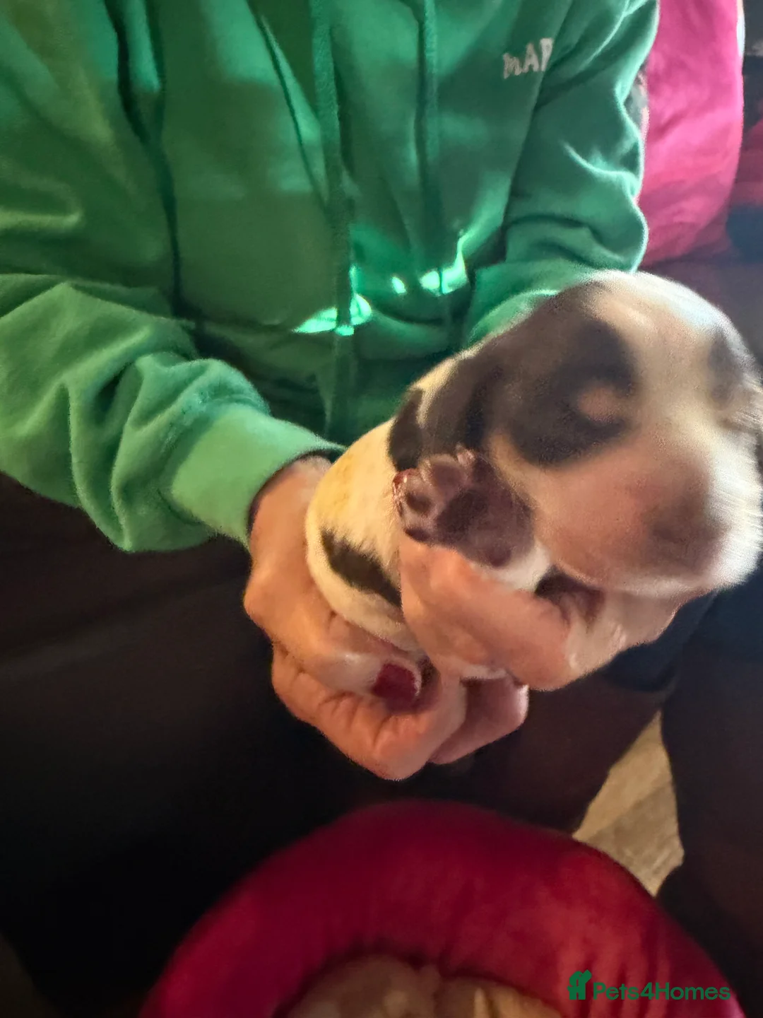 Cocker Spaniel dogs for sale: Show cocker spaniel pups - Advert 13