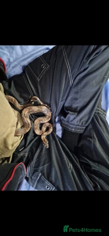 Boa Snake reptiles - Advert 8