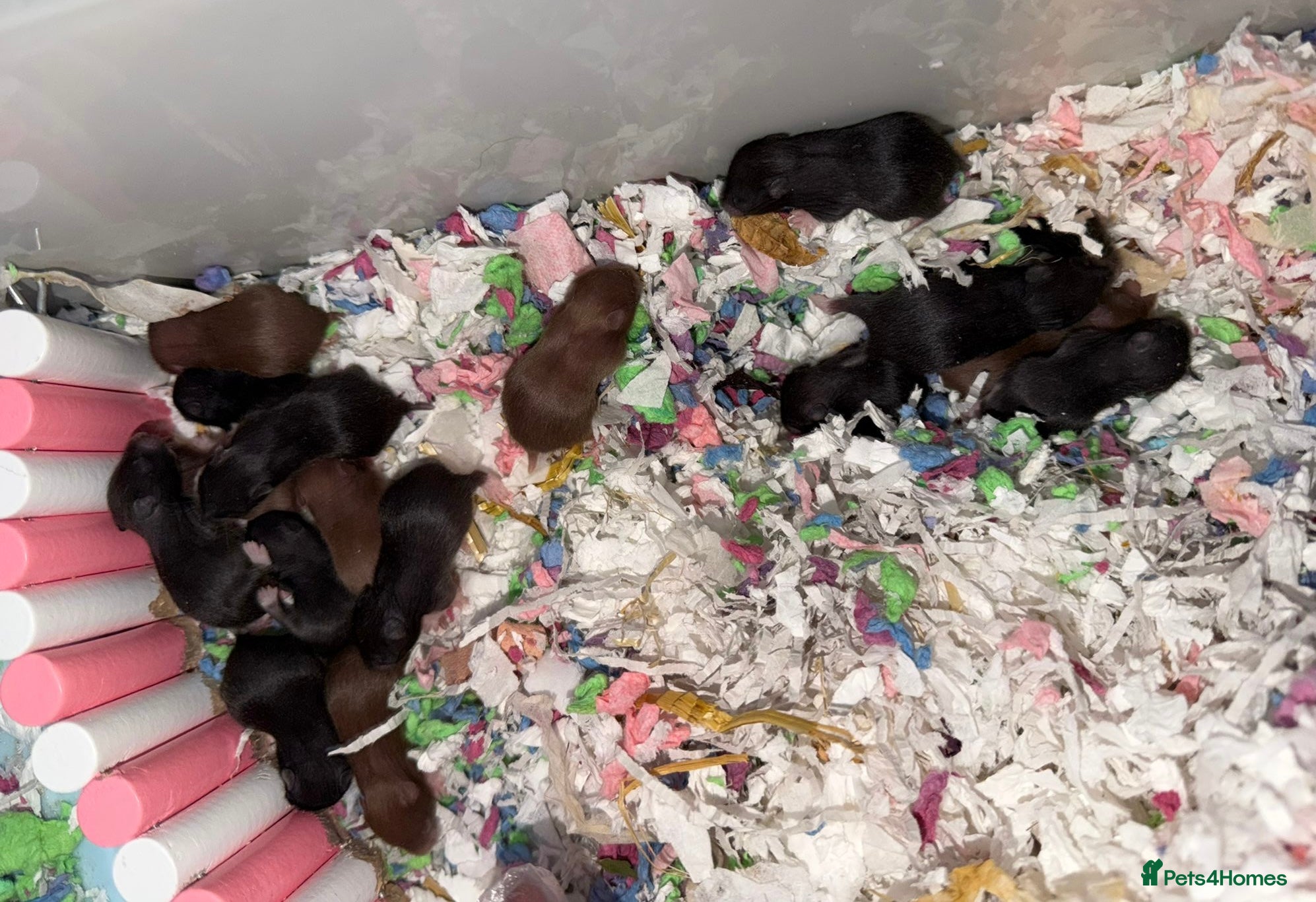 Hamster rodents Syrian Hamster Pups  - Advert 17