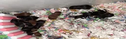 Hamster rodents for sale: Syrian Hamster Pups Babies Black Brown  - Advert 25