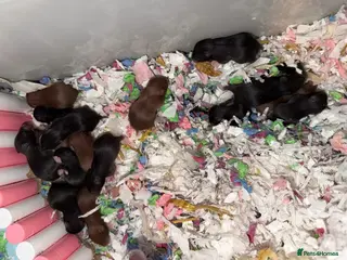 Hamster rodents Syrian Hamster Pups - Advert 17
