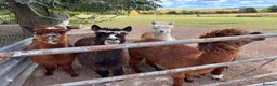 Alpaca livestock for sale: Alpacas for sale (breeding group) - Advert 10