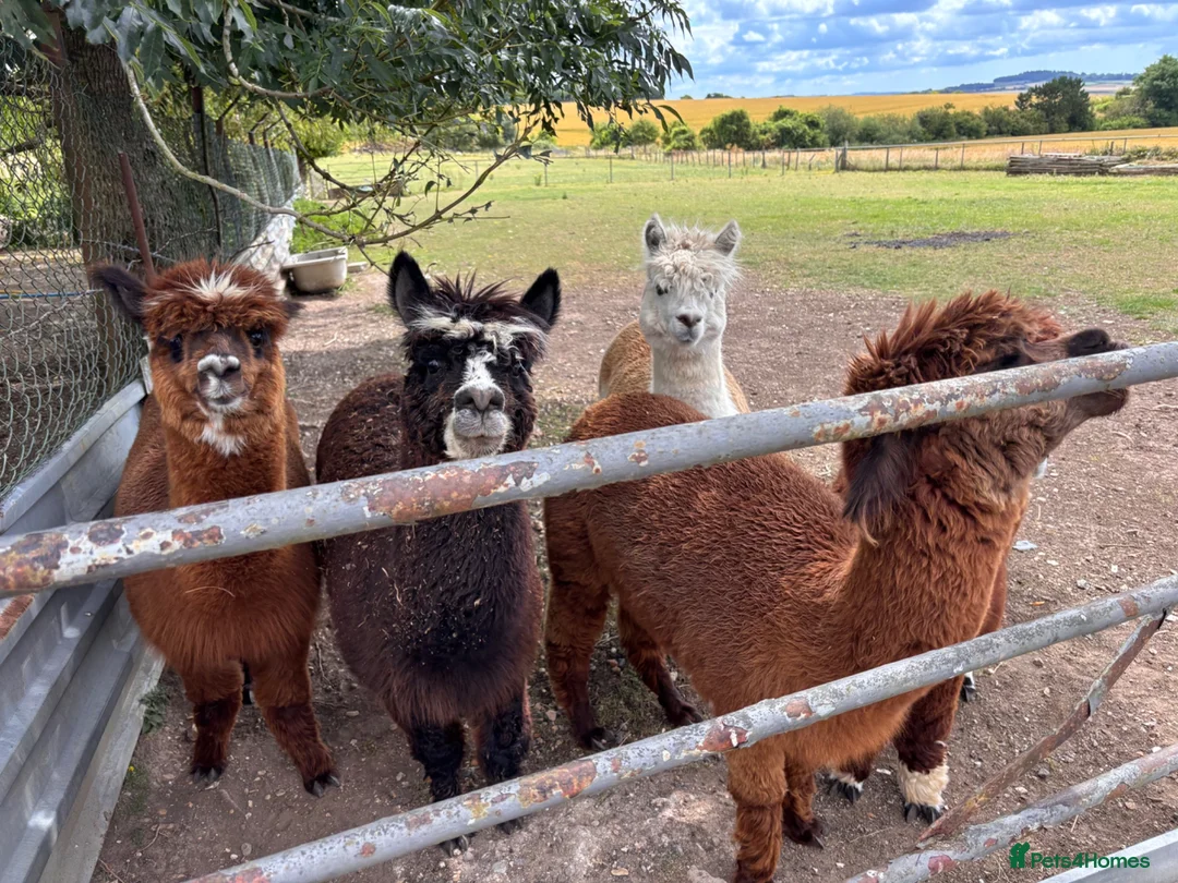Alpaca livestock for sale: Alpacas for sale (breeding group) - Advert 10