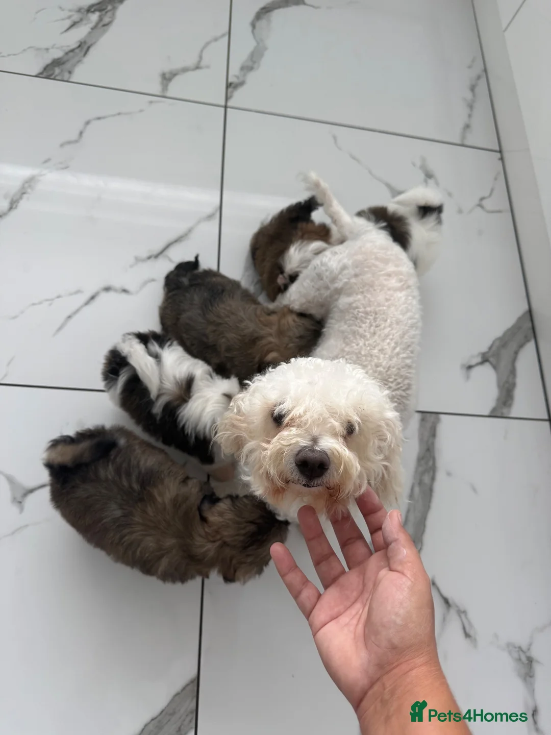 Zuchon dogs for sale: Bichon x shitzu zuchon teddy bear puppies  - Advert 2