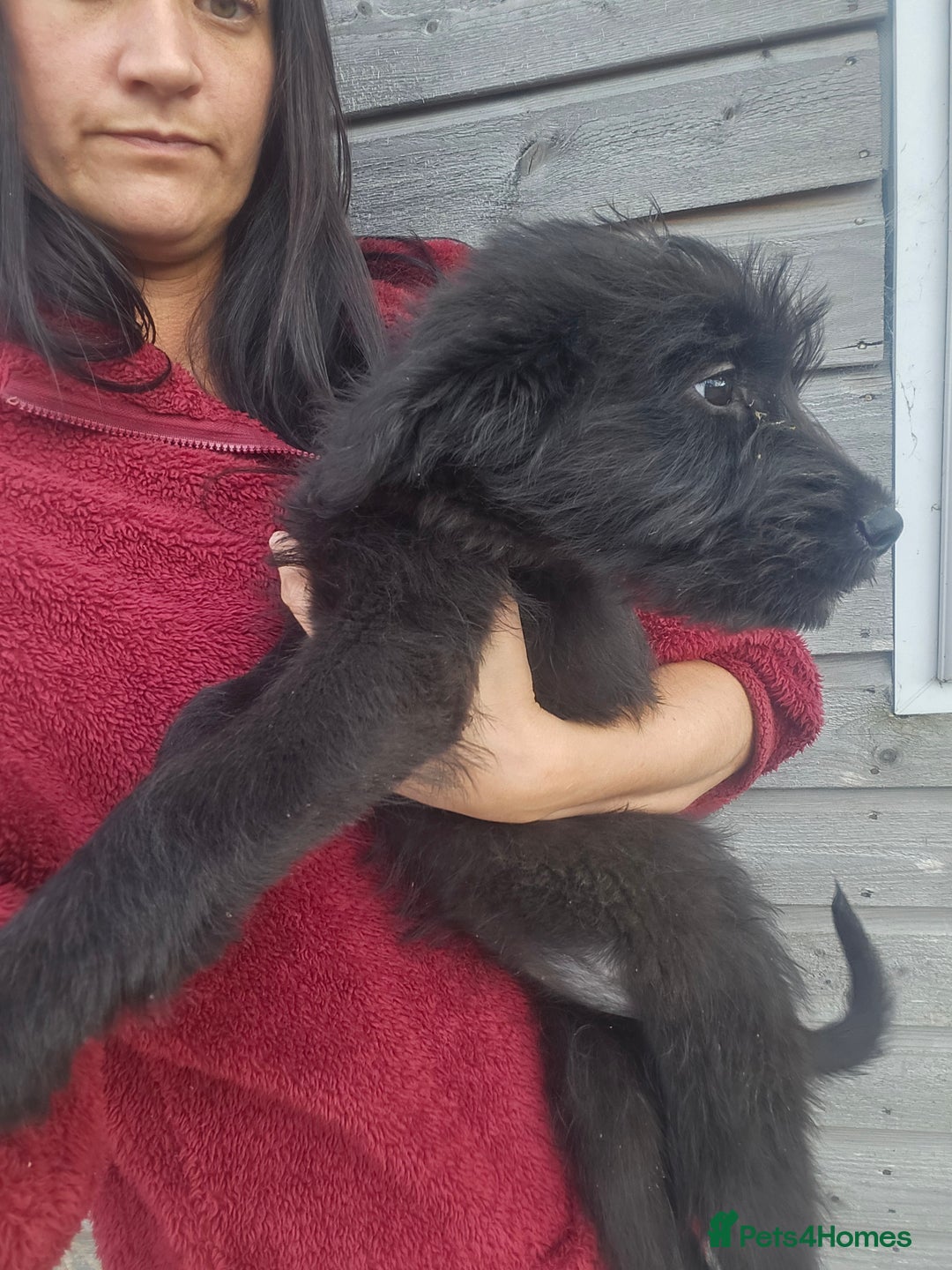 Mixed Breed dogs for sale: Giant Schnauzers x Caucasian shepherd  in Crook - Image 25