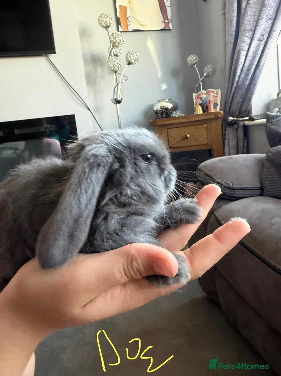 French Lop rabbits for sale: French lops  - Advert 19
