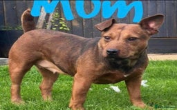 Lakeland Terrier dogs for sale: Working type Lakeland terrier’s puppies  - Image 14