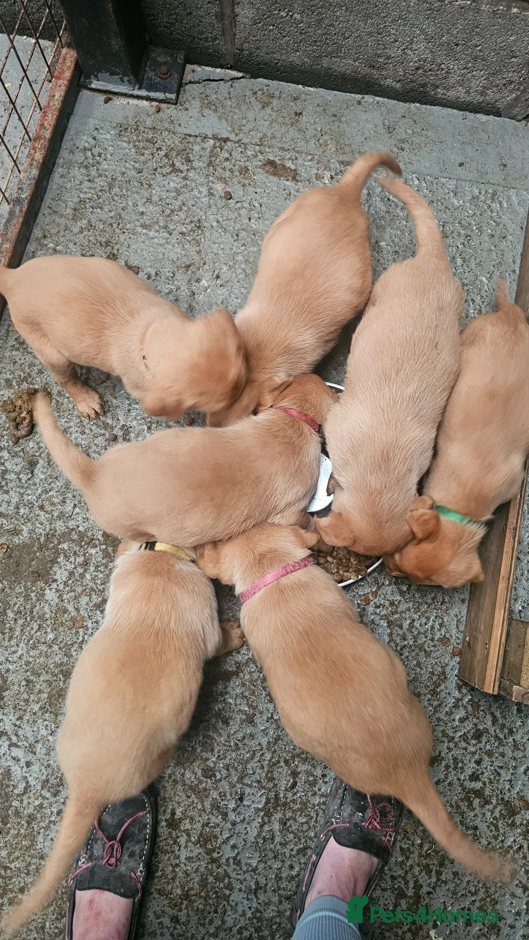 Labrador Retriever dogs for sale: 4 fox red lab puppies for sale - Advert 1