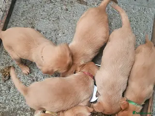 Labrador Retriever dogs 4 fox red lab puppies for sale - Advert 12